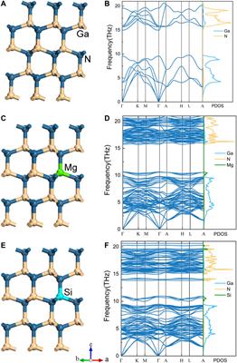 Different Effects of Mg and Si Doping on the Thermal Transport of Gallium Nitride